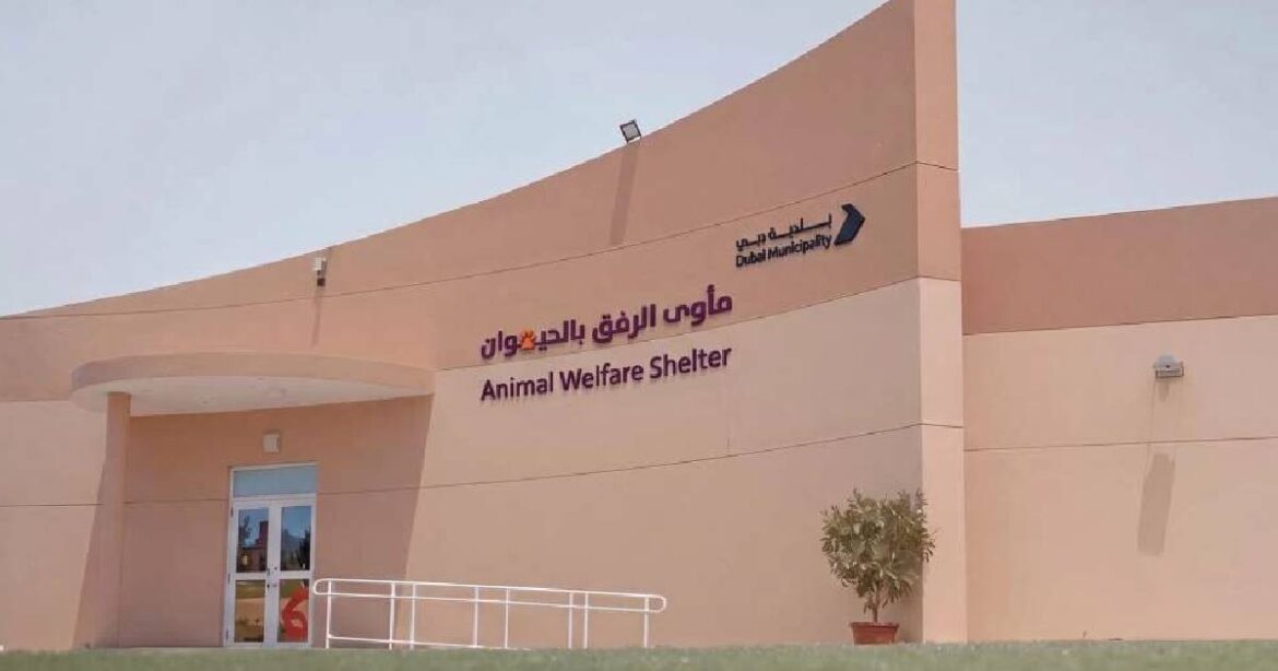 ഇനി ആപ്പിലൂടെ വളർത്തുമൃഗങ്ങളെ ദത്തെടുക്കാം